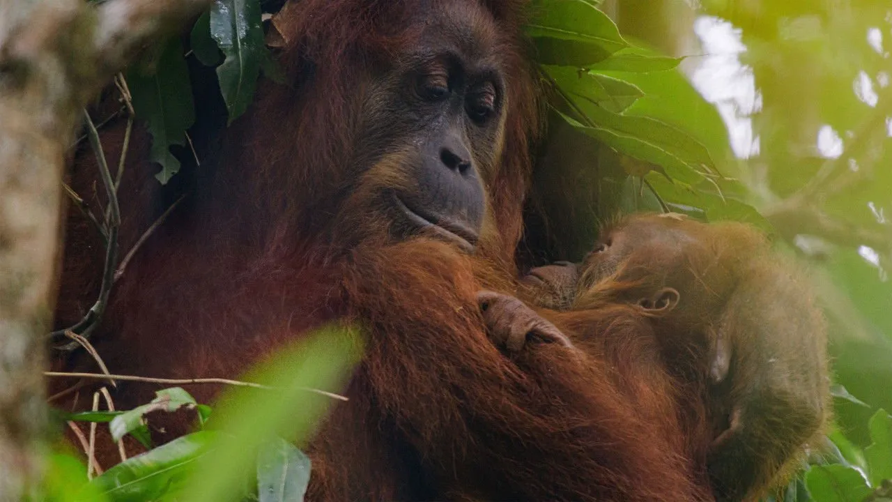Orangutan